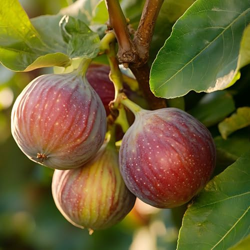 feigenbaum obstsamen baumsamen zimmerbonsai bonsai säulenobstbäume zwergobstbäume exotische zimmerpflanzen obstpflanzen dekopflanzen pflanztöpfe feigen obstbäume hochbeete für garten 150samen