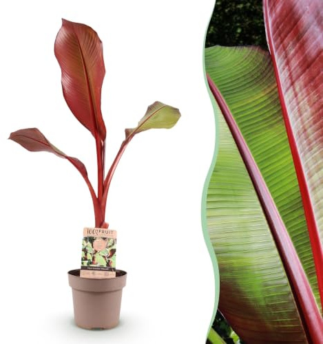 Green boutiQ - Obstpflanze - Musa ensete Maurelli - Bananenbaum - Winterhart - Rot-Grün - 1 Pflanzen - Topf 21cm - Höhe 70-90cm