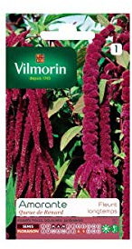 Vilmorin - Amarante queue de renard Vilmorin