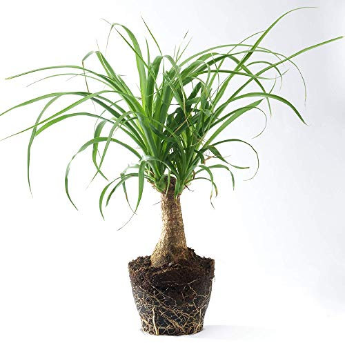 1 x Beaucarnea Recurvata - Ponytail Palm | Evergreen Popular Houseplant | (30-40cm Incl. Pot)