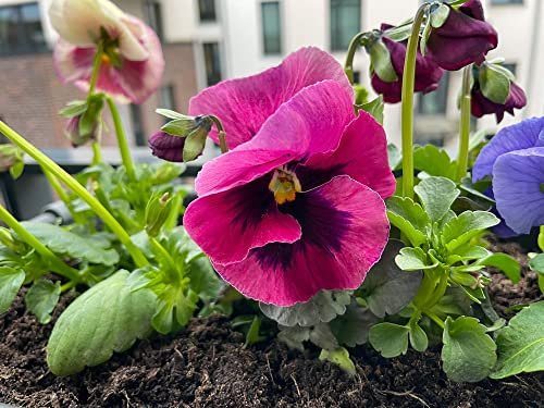 Winter Bedding Plants, Pansy 'Fruits of The Forest', 20 x Full Plant Pack, Pansy Plants, Winter Pansies, Garden Flowers, Garden Ready and Ready to Plant, Premium Quality Flowers