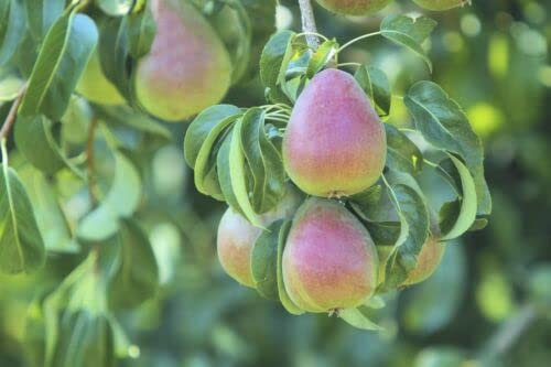 1 x Beurre Hardy Pear Tree in 6L Pot Ready to Fruit, Distinctive Flavour