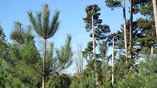 30 Semi di Pinus pinaster (Pino Marittimo) – Conifera Sempreverde Resistente e Rustica – Ideale per Riforestazione e Giardino Mediterraneo