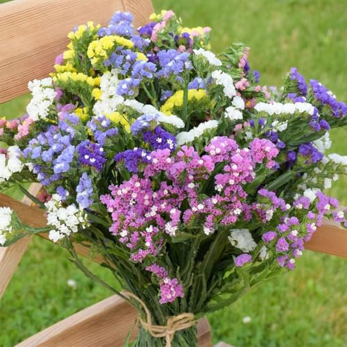 Welldales 50 Statice Rainbow Mix Flower Seeds UK Purple White Pink Blue & Yellow Sea Lavender