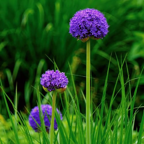 12zwiebeln allium riesenlauch zierlauch Wunderschön gartenpflanzen winterhart mehrjährig