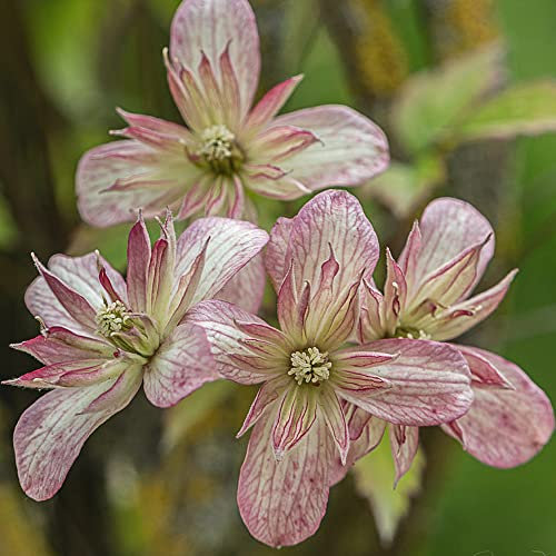 Clematis Montana Marjorie | Deciduous Outdoor Garden Climber Plant in 9cm Pot