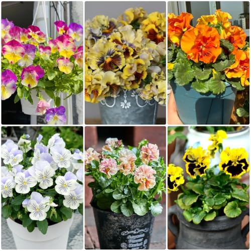 Semillas de pensamiento, Semillas de cobertura del suelo resistentes Viola tricolor, raras silvestres perennes perennes 200pcs