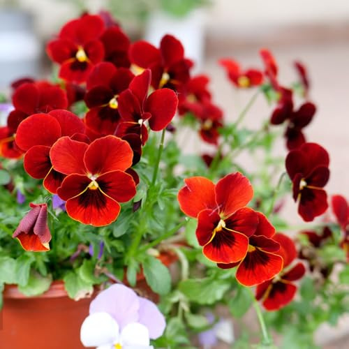 Semillas de pensamiento - regalos sostenibles Semillas de viola tricolor - perennes resistentes organicas 500pcs
