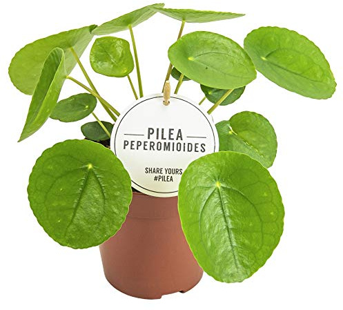 Pilea Peperomioides Planta del Dinero China 25cm Altura 13cm Maceta
