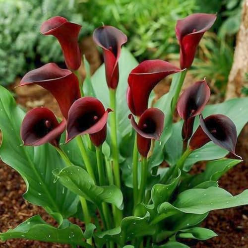 Calla Lily Bulbs-Calla Lily Bulbs for Planting Now UK,Wedding Flowers,Garden Flowers,Hardy Perennial,Plant Bulbs-2bulbs-a