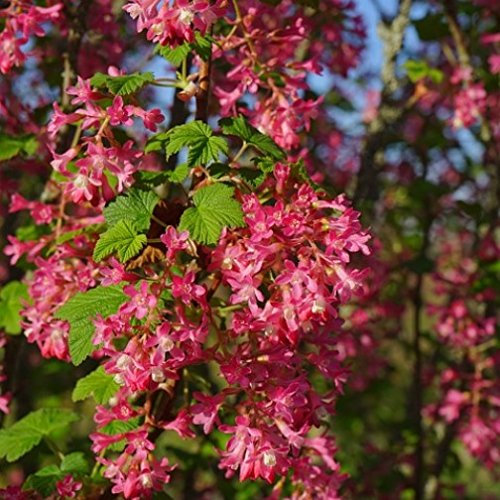 Zierjohannisbeere King Edward VII Ribes sanguineum rote Traubenblüten ca. 40-60 cm im 3 Liter Topf