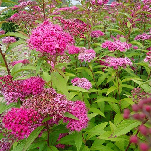 Spiraea Japonica 'Anthony Waterer'- Spirée Japonaise 'Antony Waterer' 20-25 cm en conteneur