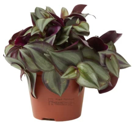 Verdecora Amor de Hombre| Tradescantia Pupúrea, Purpurina | Planta Natural de Interior o exterior en maceta de Ø12cm | Perfecta para principiantes (altura total aproximada 15cm)