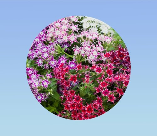 50 graines phlox twinkles - fleurs étoilées - Drummond de phlox Twinkle étoiles - graines Phlox Drummonda