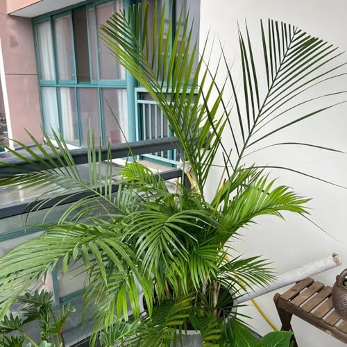 Goldfruchtpalme, grünpflanzen zimmerpflanzen Dypsis lutescens, sträucher winterhart alte sorten büropflanzen bio 50Samen