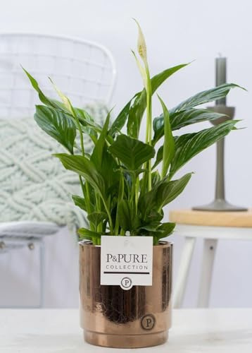 Spathiphyllum im Keramiktopf – Friedenslilie – Goldbronze – Ø12cm 35cm – Einblatt mit weißen Blüten – Luftreinigende Zimmerpflanze – Für Wohnzimmer, Büro & Schlafzimmer