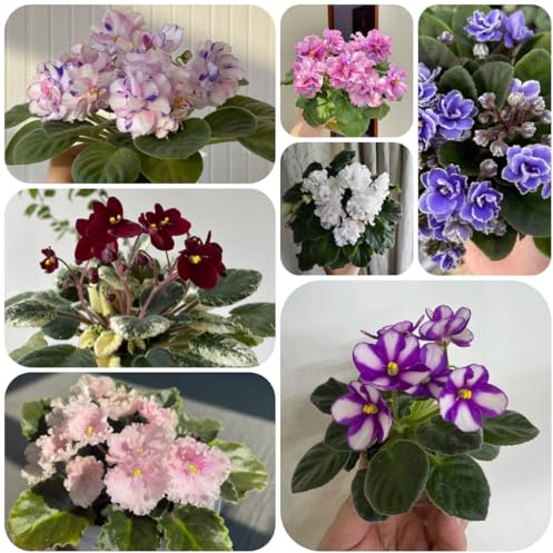 usambaraveilchen wildblumen exotische blumenbeet zimmerbonsai 125samen
