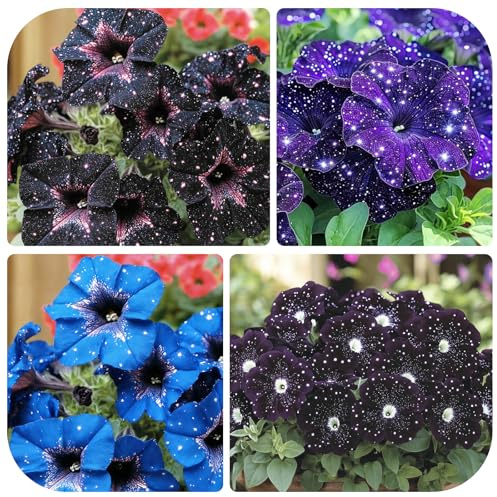 280+ Night Sky Petunia Seeds for Flower Beds and Container Gardening-Non-GMO Heirloom Plant Seeds Garden Outdoor