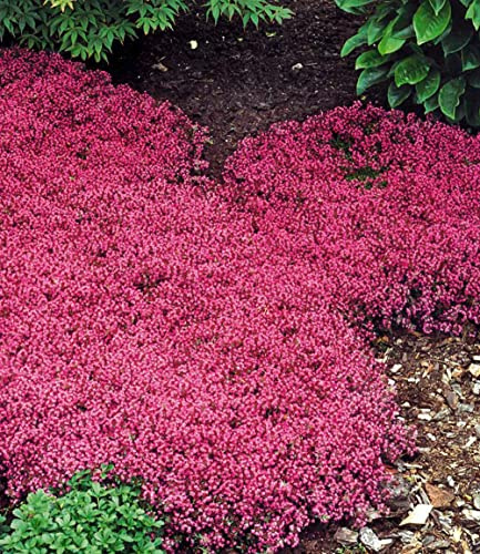 BALDUR Garten 50x Winterharter Bodendecker-Thymian, Pflanzen im 9x9 cm-Topf | Thymus, Sandthymian, Empfehlung: 4-5 Pflanzen pro qm, winterharte Polsterstaude, trockenresistent