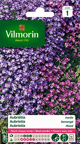 Vilmorin- Aubriéta en mélange - semences pour plantations - Fleurs Basses 15 cm vivaces - fleurit Chaque année - Floraison précoce, Bleu