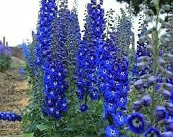 Graines de fleurs de Delphinium bleu paquet de 100 graines