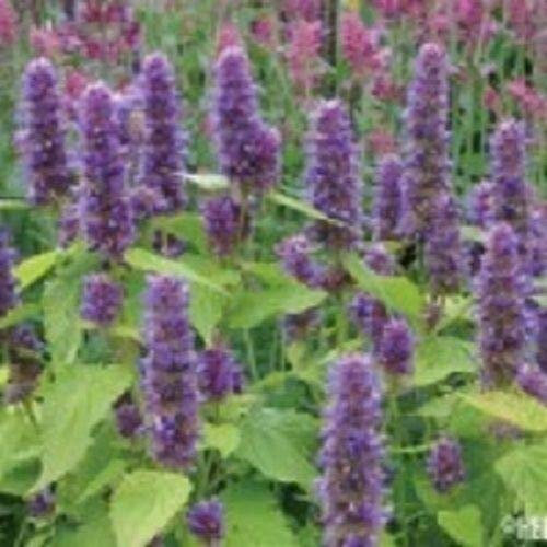 50+ Lavender Agastache Hyssop/Perennial Flower Seeds