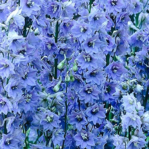 Buy4seeds Delphinium Pacific Giant Blue Jay 20 Finest Seeds Perennial Flower Easy to Grow