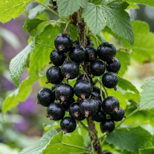 Ribes Nero Tisel - 2 Piante - Perenni & Resistenti - Piante dall'Olanda | Varietà Precoce, Molto Aromatiche, Frutti Freschi dal Giardino (no semi, non artificiale)