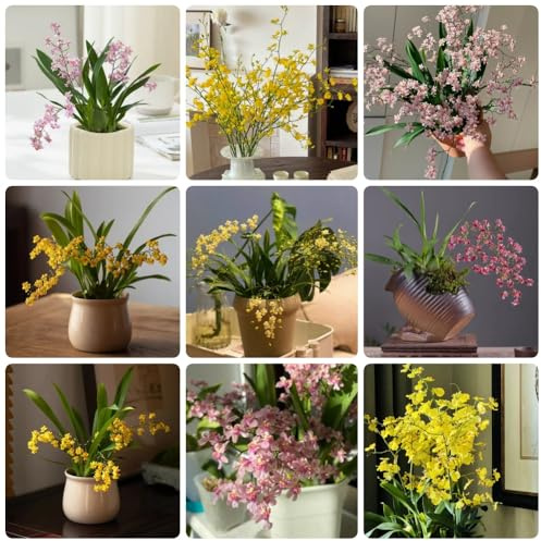 Semi di orchidea Oncidium, da balcone Oncidium hybridum, decorazione del soggiorno semi di vecchie varietà 80pcs