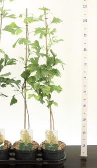 Ginkgo biloba Baum, Fächerblattbaum, 100-120 cm, Winterharte Garten- und Zimmerpflanze
