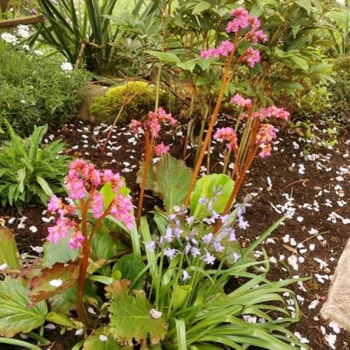 semi di bergenia da esterno resistenti, primaverili di bergenia rampicanti resistenti, biologici da giardino, esotiche 25pcs
