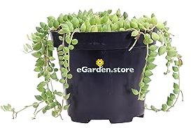 Pianta vera di Senecio Herreianus o Pianta del Rosario diverse grandezze succulenta ornamentale pendente da arredo interno venduta da eGarden.store (Vaso 12 cm)