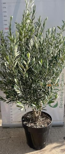 PIANTA DI ULIVO OLEA EUROPEA MULTITRONCO VASO 50 CM H. 160 cm (foto reale)