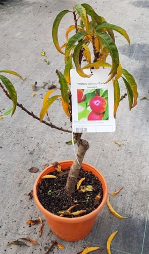 Prunus persica var nucipersica Garden Beauty® / Brugnon Nain Garden Beauty® / Conteneur de 5 à 6 litres/Arbuste Fruitier