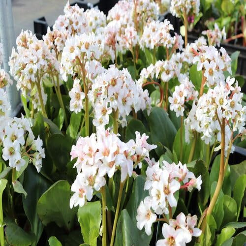 100 Stück weiße Bergenien-Blumensamen