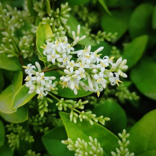 Semi di ligustro - in rialzata decorazioni giardino per esterni giardino roccioso copertura del terreno biologiche decorazione 300pcs
