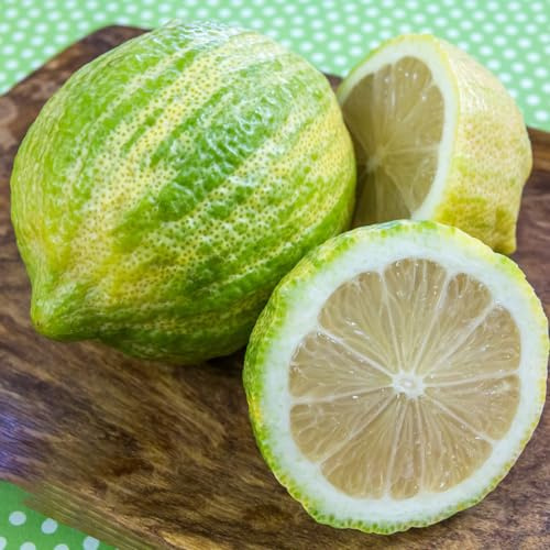 semillas de limonero raros excelente decoración sostenibles 180pcs