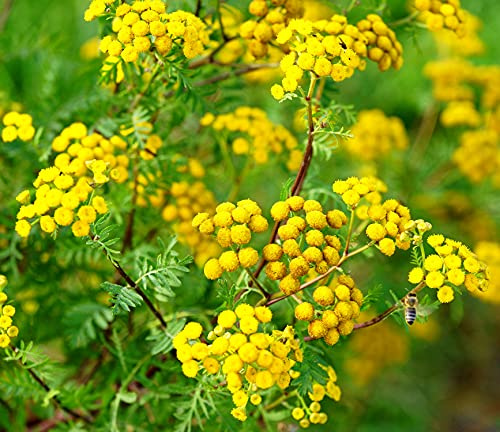 Rainfarn – Tanacetum vulgare – Wurmkraut – 2000 Samen | Gelbblühend, robust, bienenfreundlich – Mehrjährig, winterhart