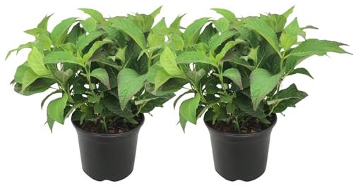 Plant in a Box - Hydrangea serrata 'Summerglow' - Set of 2 - Hortensia Shrubs or Potted Plant - Winter Hardy - Pot19cm - Height 25-40cm