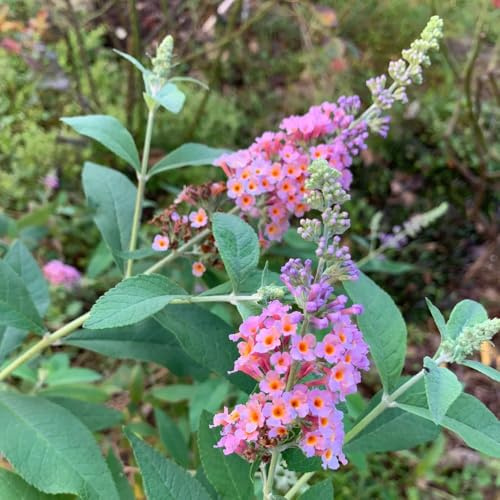 Semi di Buddleja davidii, giardino di da esterno resistenti per luoghi soleggiati da balcone giardino arbusti semi estivi serre balcone arbusti fioriti 200pcs