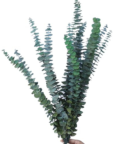 WANYI 10 Stück Eukalyptus Getrocknet Natürlich Trockenblumen Eukalyptus Deko 40CM-50CM Trockenblumenstrauß Eukalyptus Pflanze für Hochzeit Heimdekoration Tischdeko Blumenarrangements (Grün)