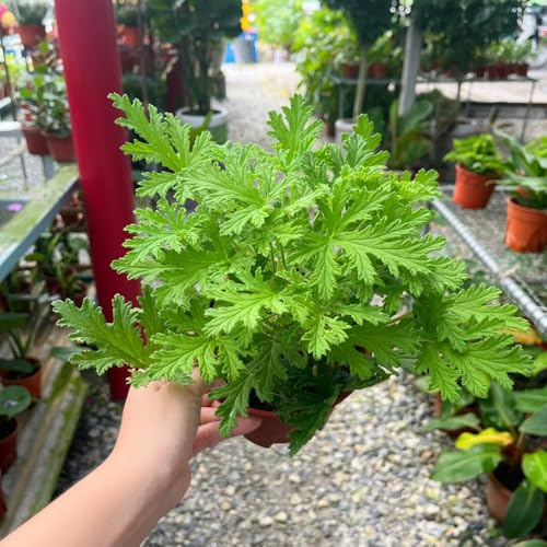 Semi di geranio limone,resistenti per il giardino,colorate semi di,decorative,adatte alle Semi di 80pcs