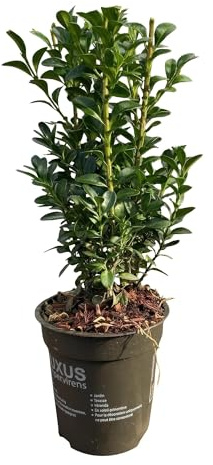 Vanlig buxus sempervirens – vintergröna häckväxter – 8 växter – 1 m – 9 cm höjd 20–25 cm – grön – enkel skötsel