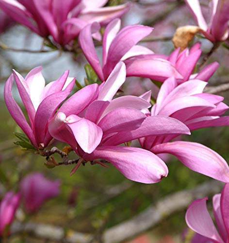 Hochstamm Niedrige Magnolie Betty 80-100cm - Magnolia liliiflora