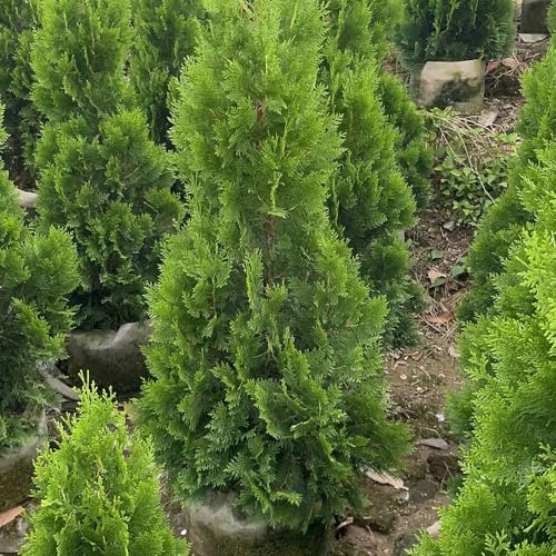 semi resistenti di cipresso, appartamento esotiche cipressi decorazione soggiorno da scarsa richiesta di luce 400pcs