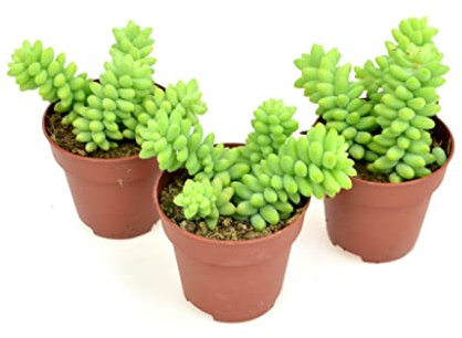 Sedum Burrito - Pack 3 Unidades de Plantas Vivas - Plantas Suculentas Naturales Sedum Morganianum