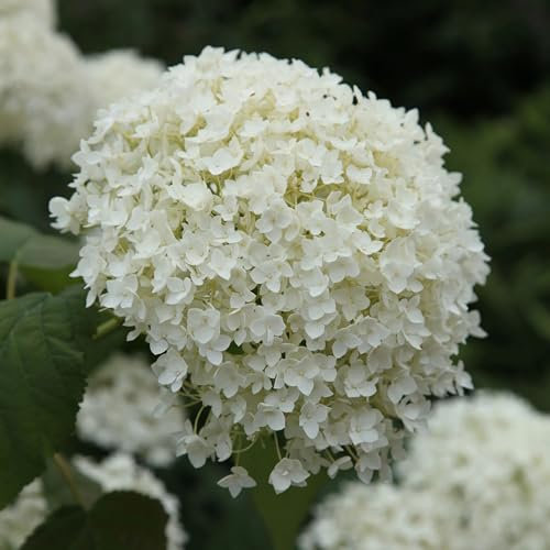 Plant Theory 80cm - 100cm Annabelle Sevenbark Hydrangea Arborescens Shrub Plant 12L Pot