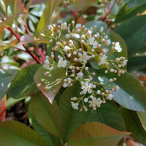 Semi di Photinia Red Robin semi di resistenti per giardinieri resistenti per giardini rocciosi balcone siepe, vecchie 200pcs