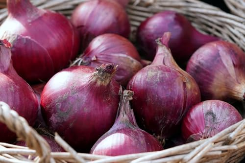 Lot de 250 Graines d'Oignon Rouge Red Créole - Croissance Rapide & Saveur Douce - Rendement Élevé