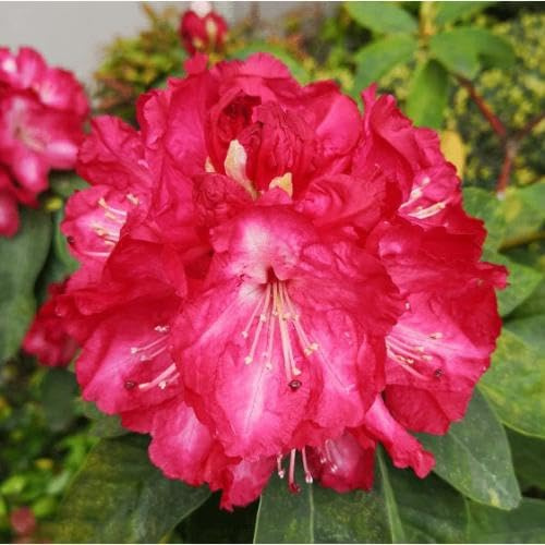 100pcs Pink Rhododendron Flower Seeds